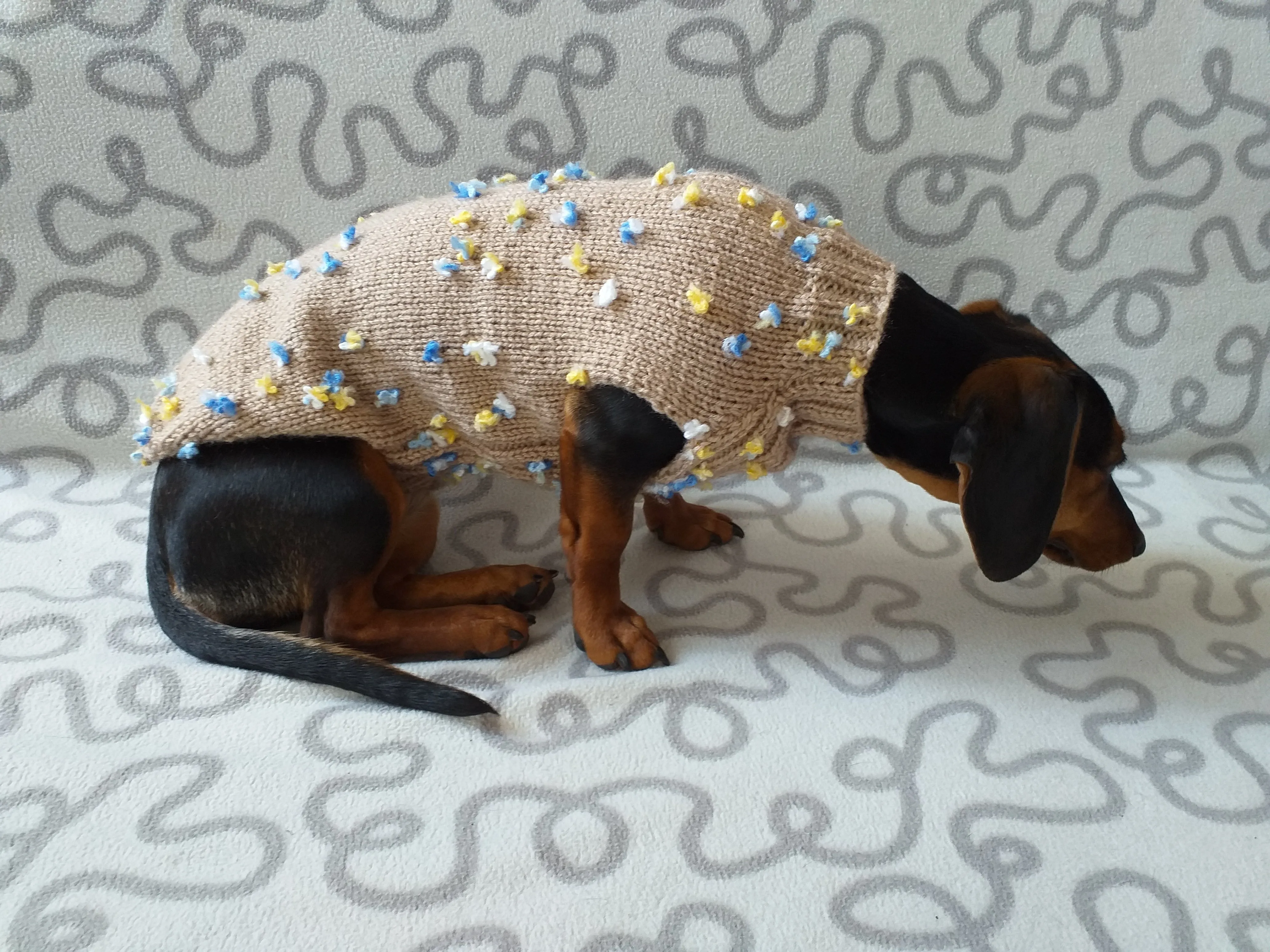 Jumper with flowers for a mini dachshund,Sweater with flowers and butterflies for miniature dachshund or small dog.